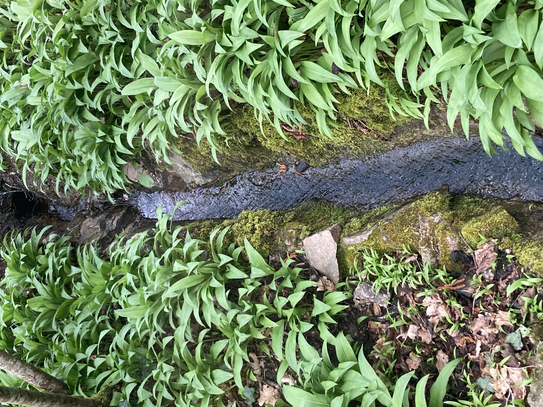 Parc Joly — cascadelle, juin 2023